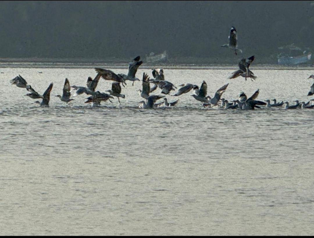 Homestay Island Riverside Kozhikode